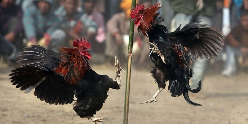 Thành viên tham gia đá gà 98WIN nên áp dụng bí quyết để mang về chiến thắng
