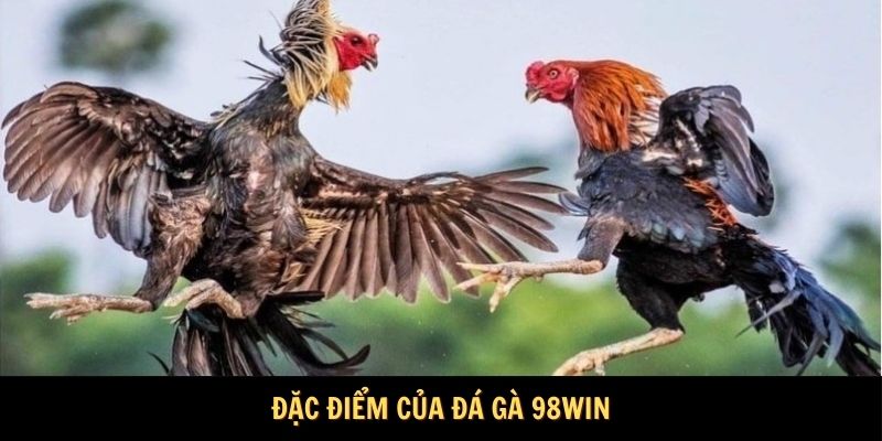 Đặc điểm của Đá gà 98WIN