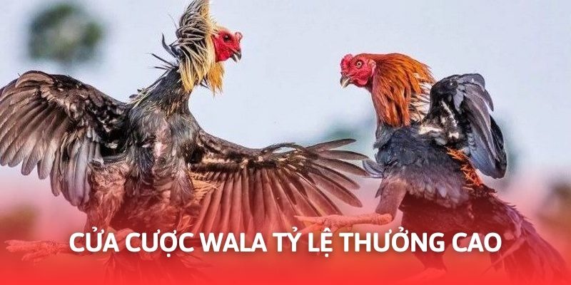Cửa Wala có tỷ lệ trả thưởng cao tại sảnh đá gà CQ9